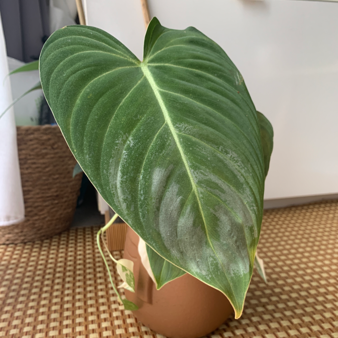 Philodendron 'Glorius' plant with large green leaves in a pot.