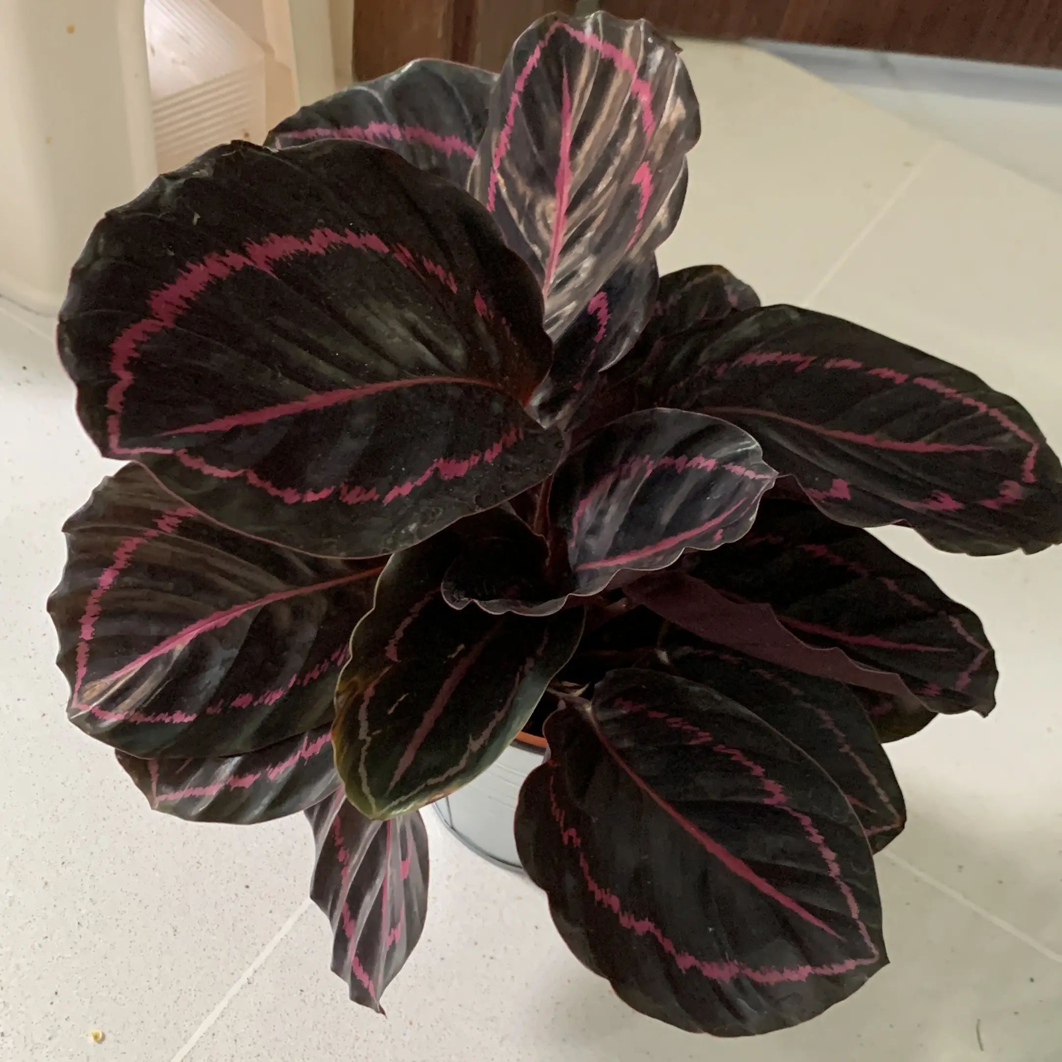 Prayer Plant Dottie with dark leaves and pink markings, appears healthy.