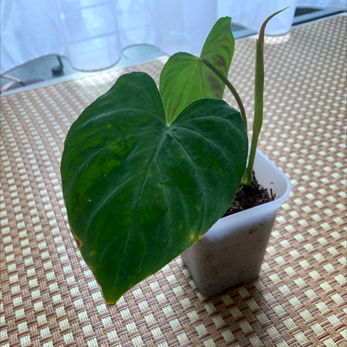 Ecuador Philodendron plant in a white pot with healthy green leaves.