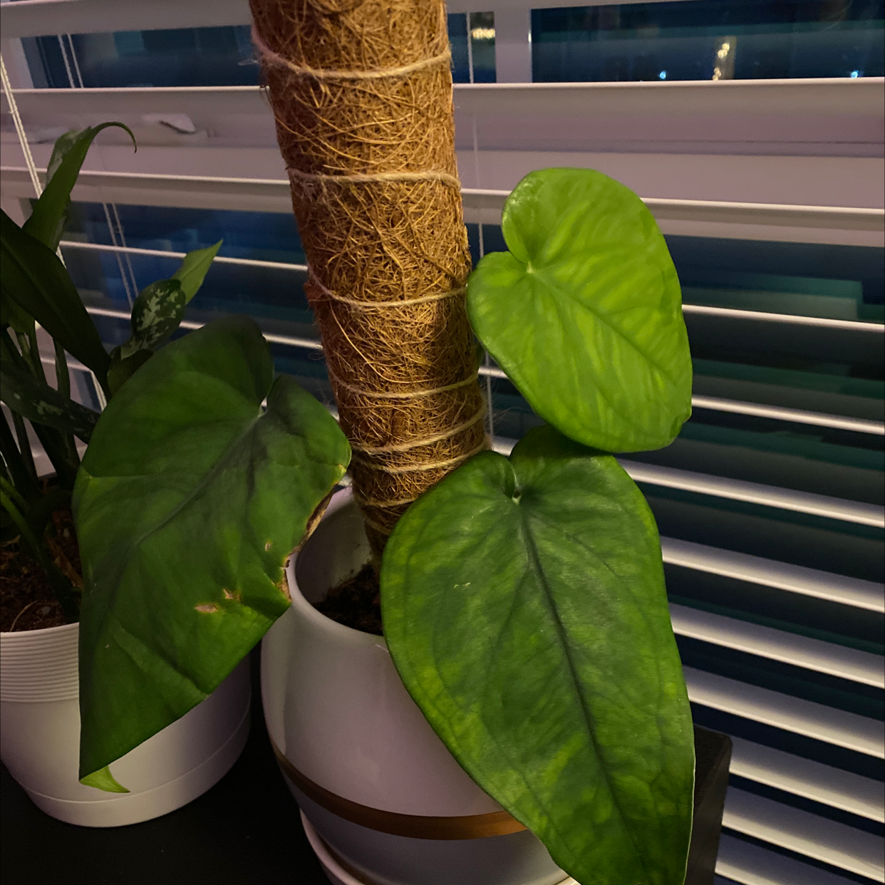 Syngonium chiapense plant with large green leaves, slight browning, potted with a moss pole.