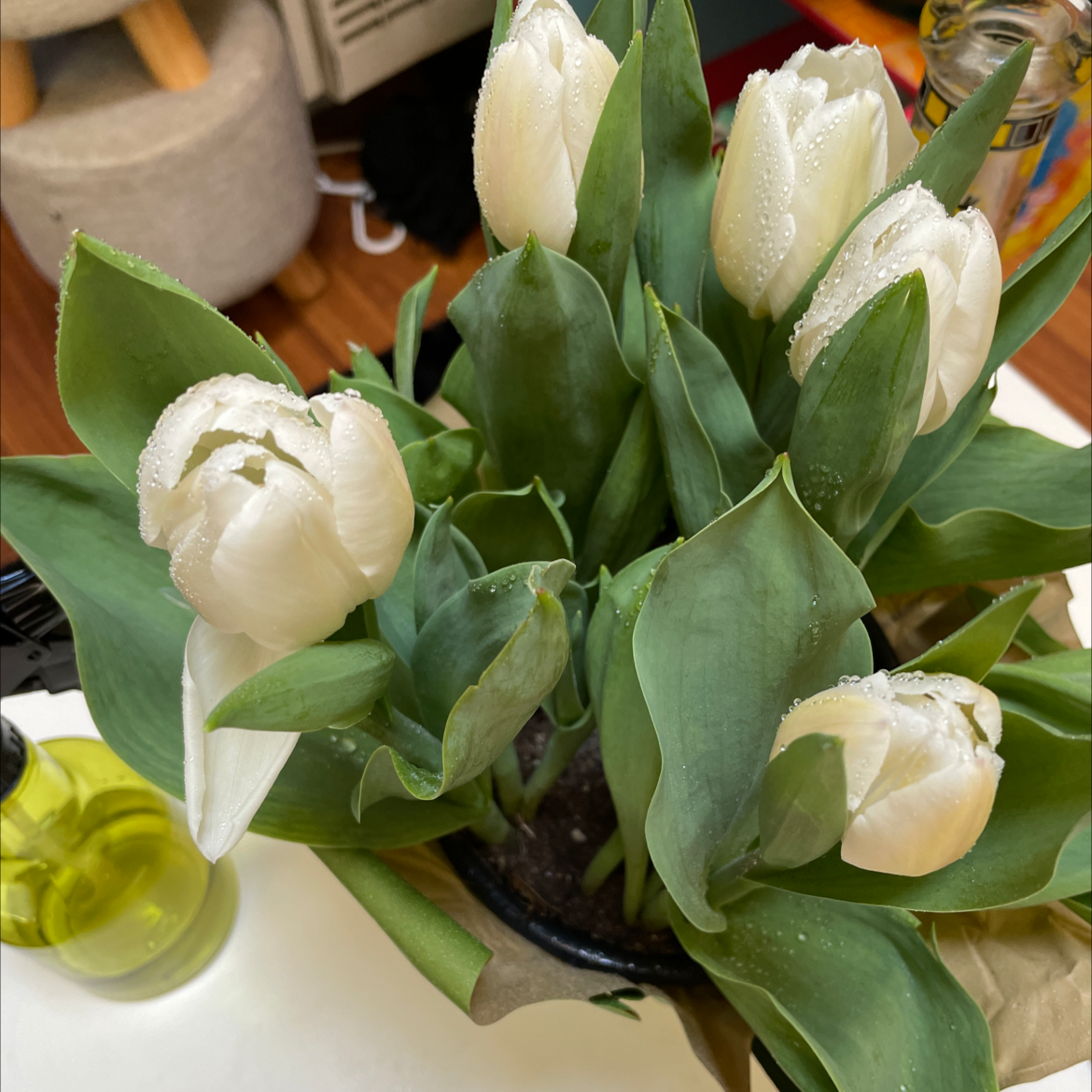 Potted Garden Tulip with white flowers and green leaves, partially visible soil.