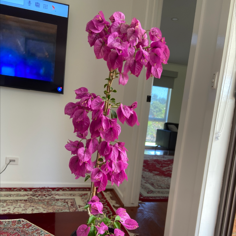 how cold can bougainvillea tolerate