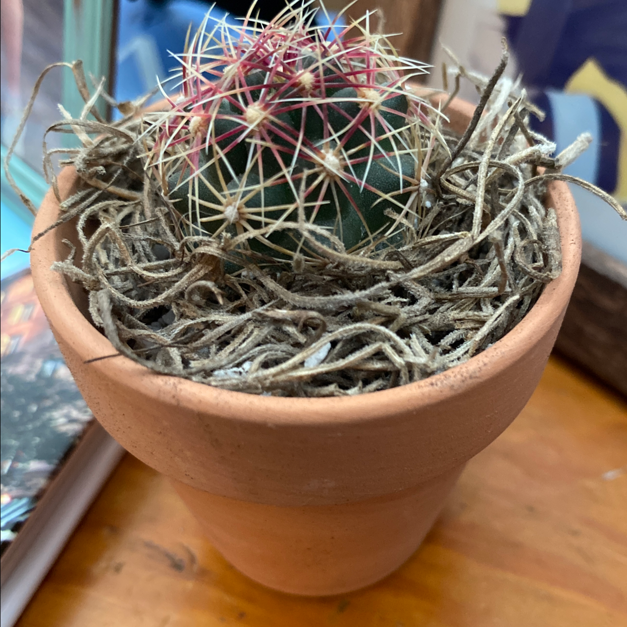 Goat's Horn Cactus in a terracotta pot with dried material covering the soil.