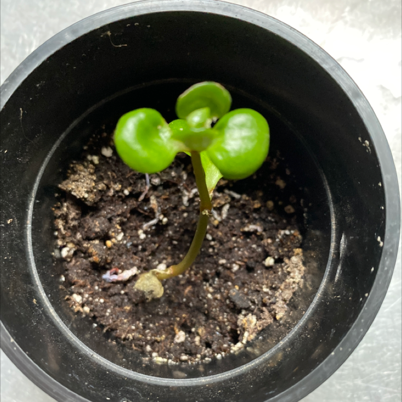 Lucky Plant plant photo by @Mgrits65 named Jazzy on Greg, the plant care app.