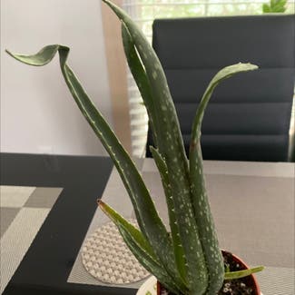 Aloe vera plant in Athens, Georgia