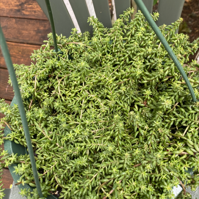 Goldmoss Stonecrop plant photo by @Mgrits65 named Duke on Greg, the plant care app.