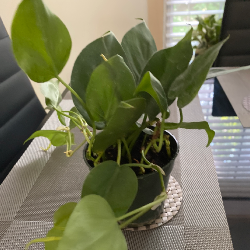Taro Vine plant photo by @Mgrits65 named Terra on Greg, the plant care app.