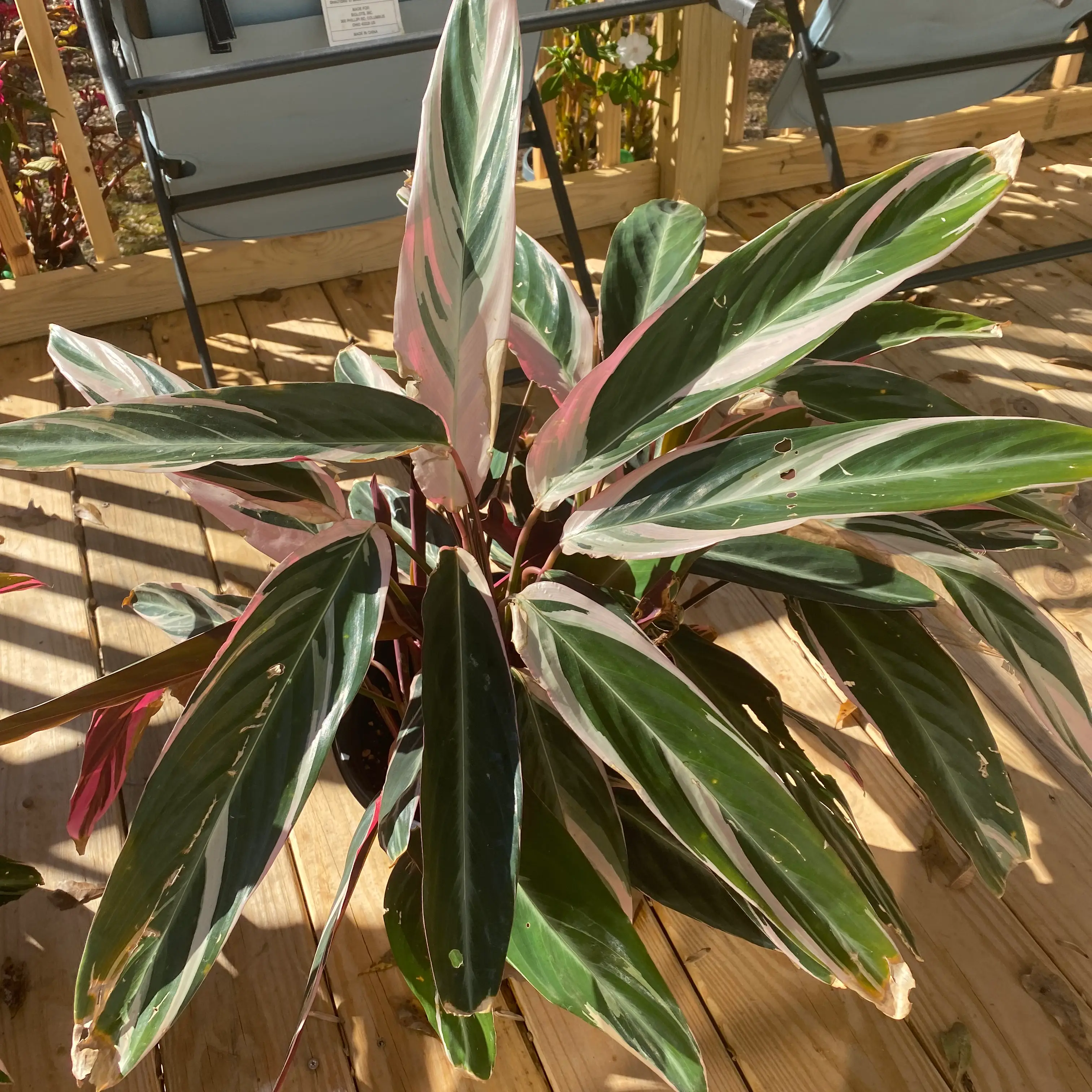 Never Never Plant with variegated leaves, some browning at edges, well-framed.