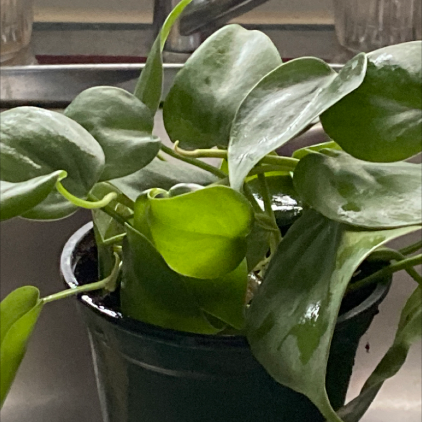 Philodendron Scandens plant photo by @Mgrits65 named Queen on Greg, the plant care app.