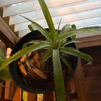 Aloe vera plant in Athens, Georgia
