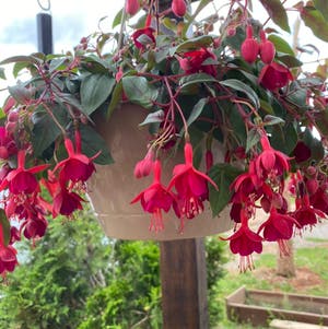 Hummingbird Fuchsia plant photo by @Mgrits65 named Elle on Greg, the plant care app.