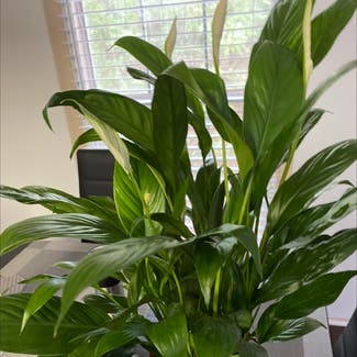 Peace Lily plant in Athens, Georgia