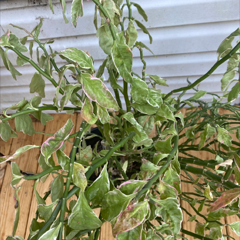 Photo of the plant species Japanese Poinsettia by @Mgrits65 named Bella on Greg, the plant care app