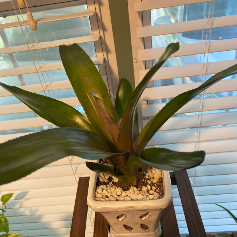 Flaming Sword Bromeliad in a white pot with visible soil and white pebbles.