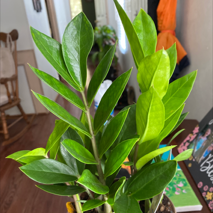 Zamioculcas Zamiifolia plant photo by @Mgrits65 named Sonora on Greg, the plant care app.