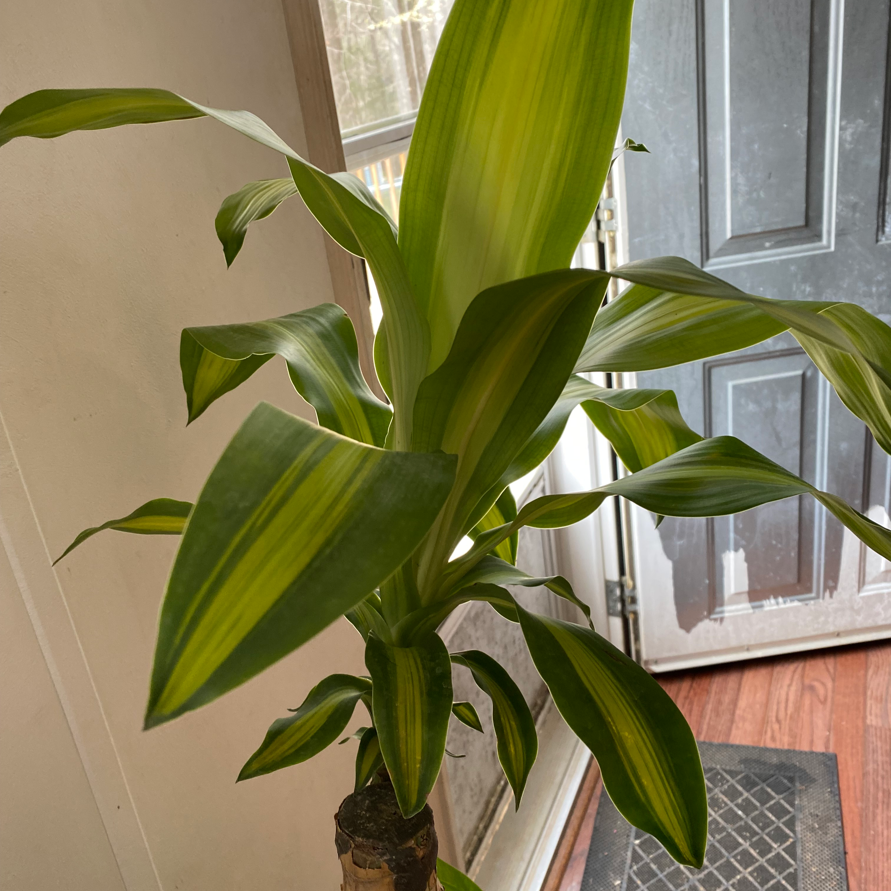 Dracaena Massangeana plant with vibrant green leaves featuring yellow stripes, indoors near a door.