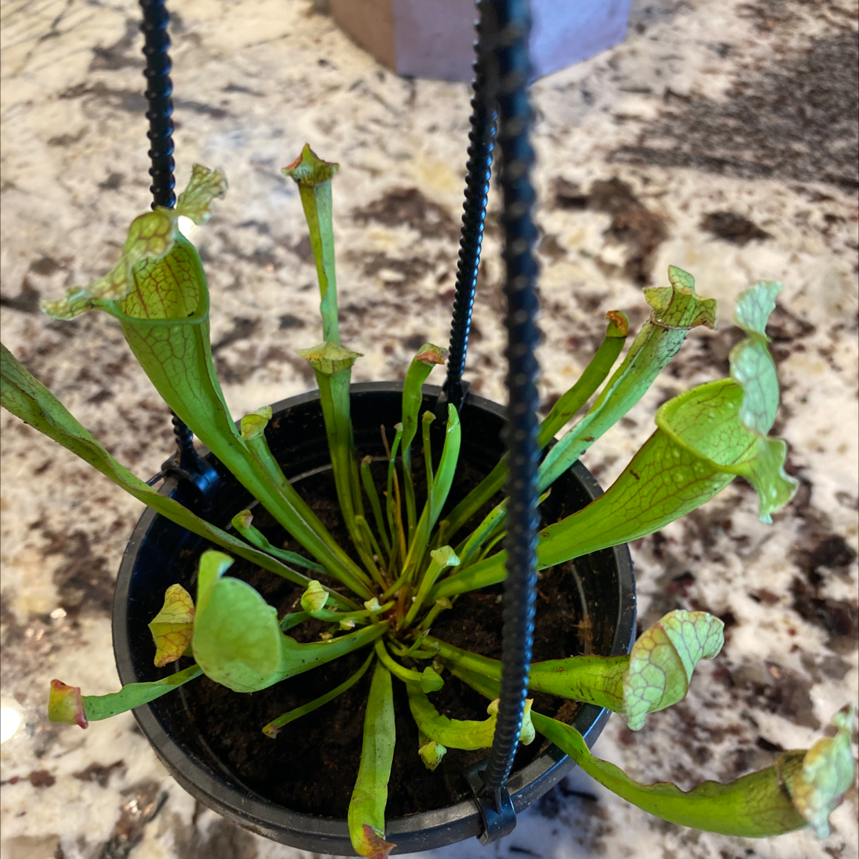 Purple Pitcher Plant in a hanging pot with some leaf discoloration.