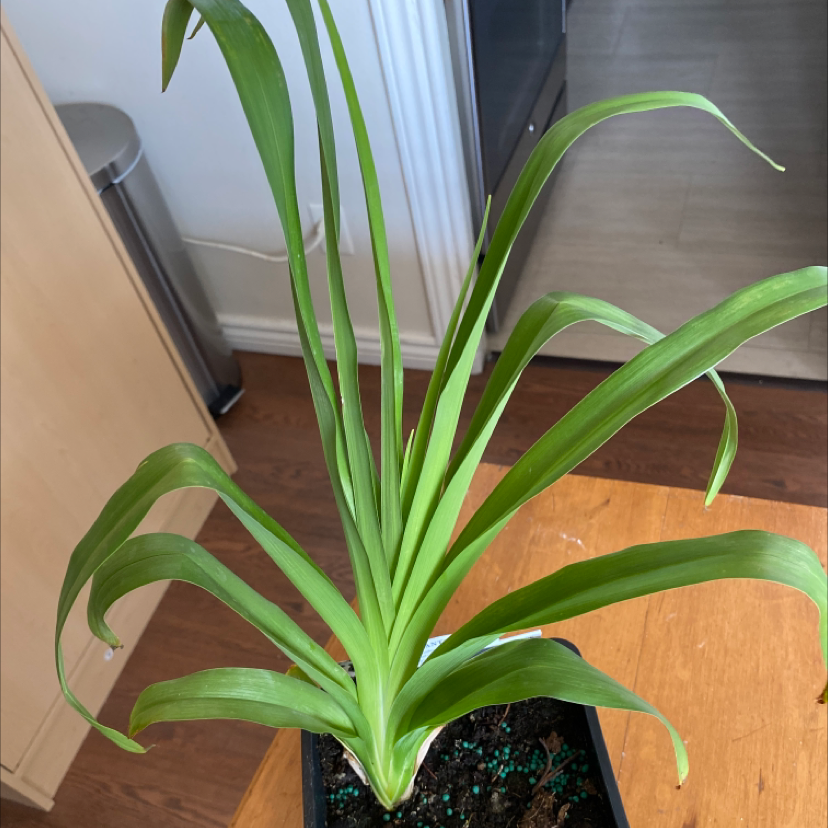 Healthy Orange Daylily plant with long green leaves in a pot.