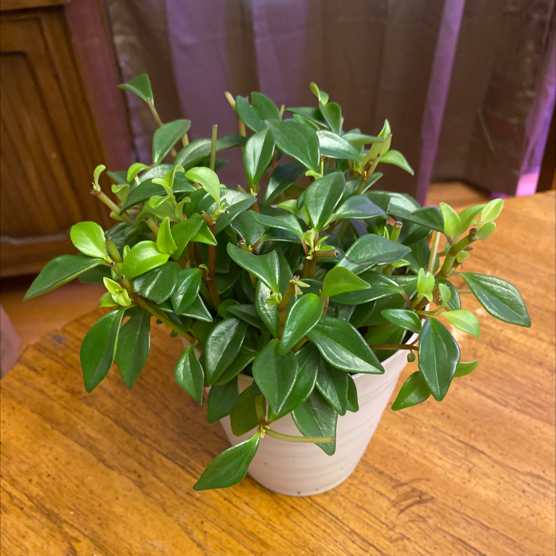 Healthy Peperomia trinervula plant in a white pot on a wooden table.