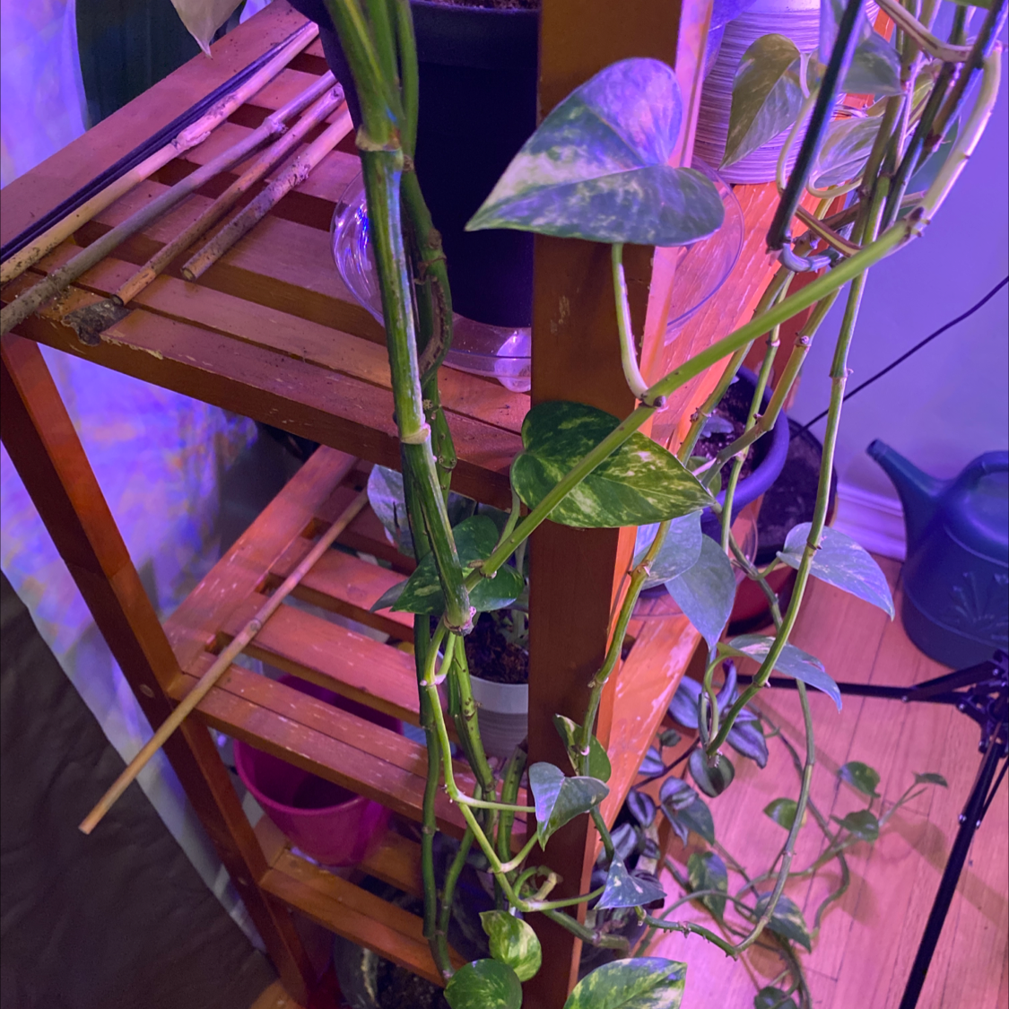 Taro Vine plant photo by @Tloves2plant named Mother on Greg, the plant care app.