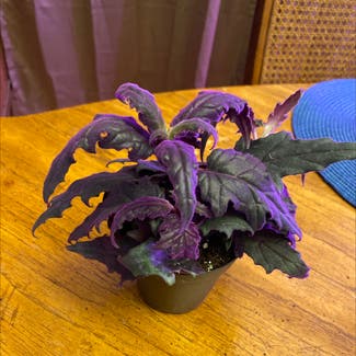 Purple Velvet Plant plant in Somewhere on Earth