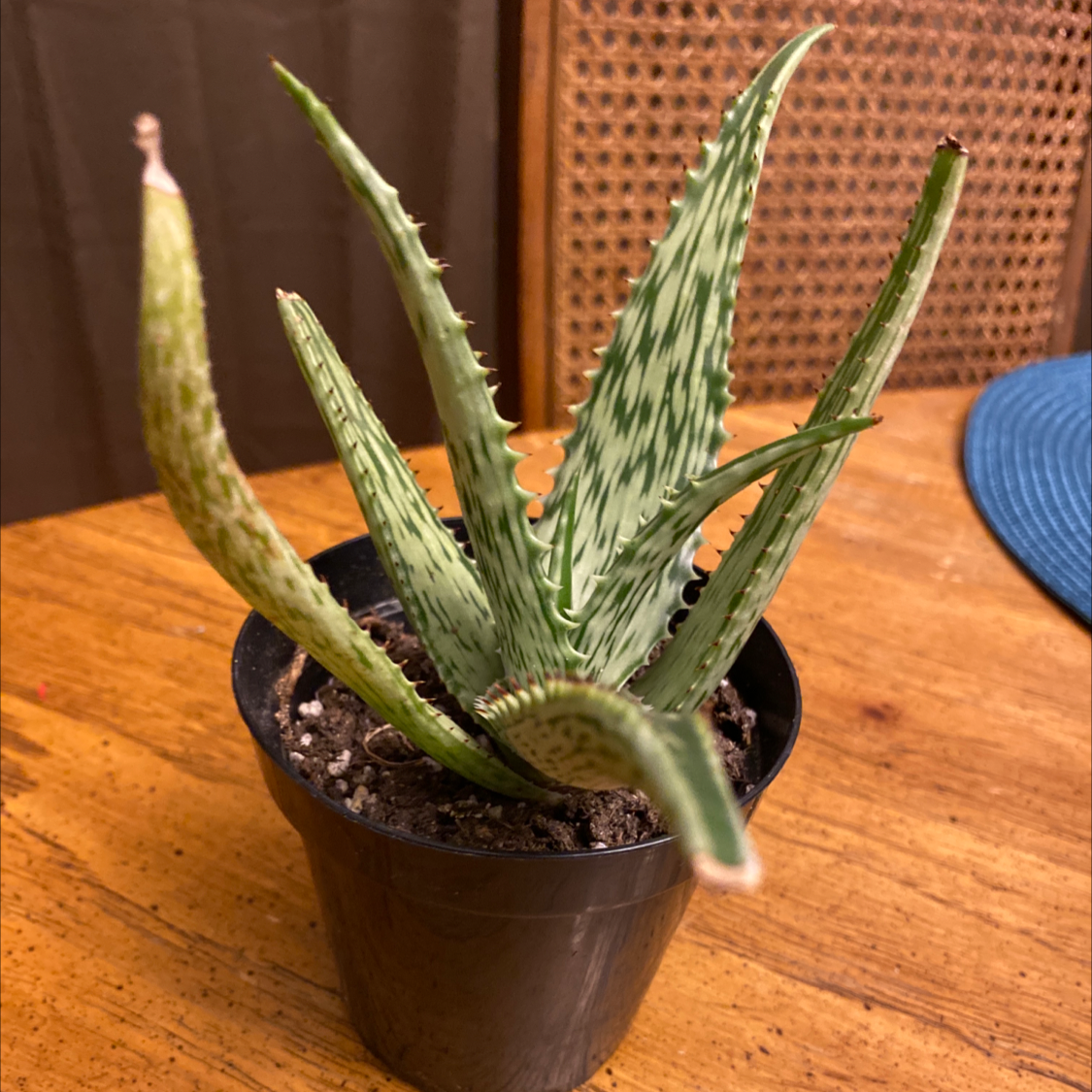 Photo of the plant species Mosaic Aloe by @Tloves2plant named Gizmo on Greg, the plant care app