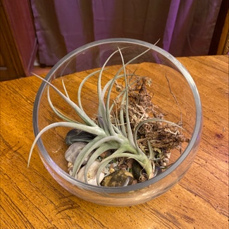 some kind of air plant plant in Somewhere on Earth