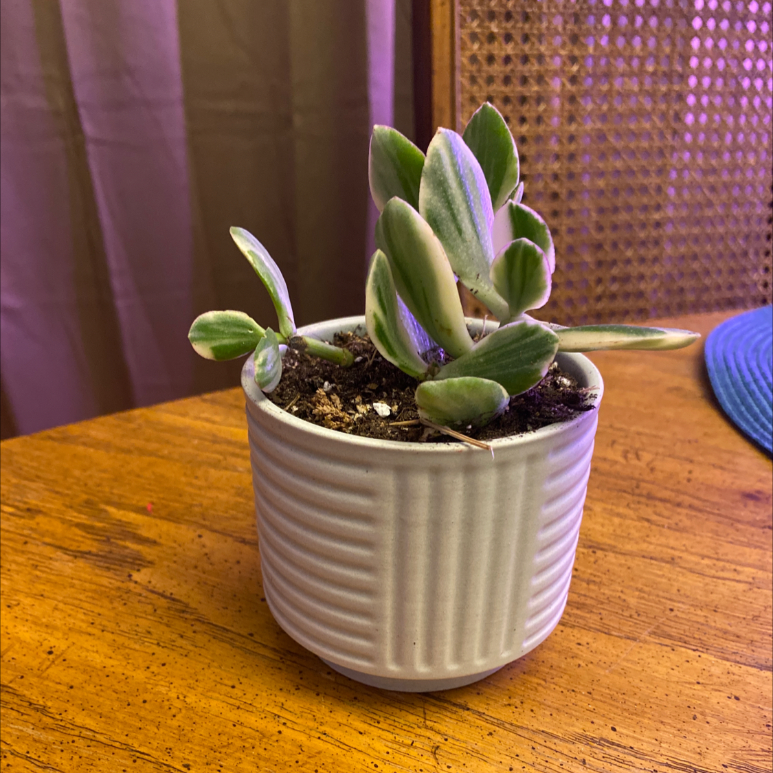 Variegated jade plant in a white ribbed pot on a wooden surface.
