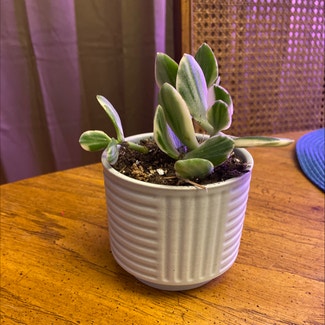 Variagated Jade Plant plant in Somewhere on Earth
