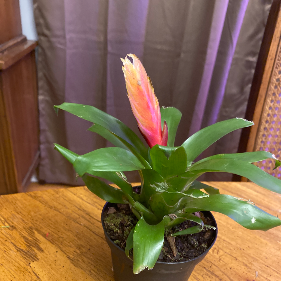 Flaming Sword plant (Vriesea splendens) in a pot with a prominent flower spike and mostly healthy leaves.