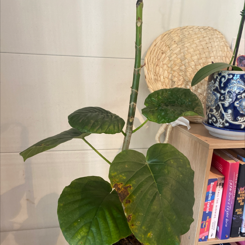 Ficus umbellata plant with yellowing and browning leaves, potted on a shelf.