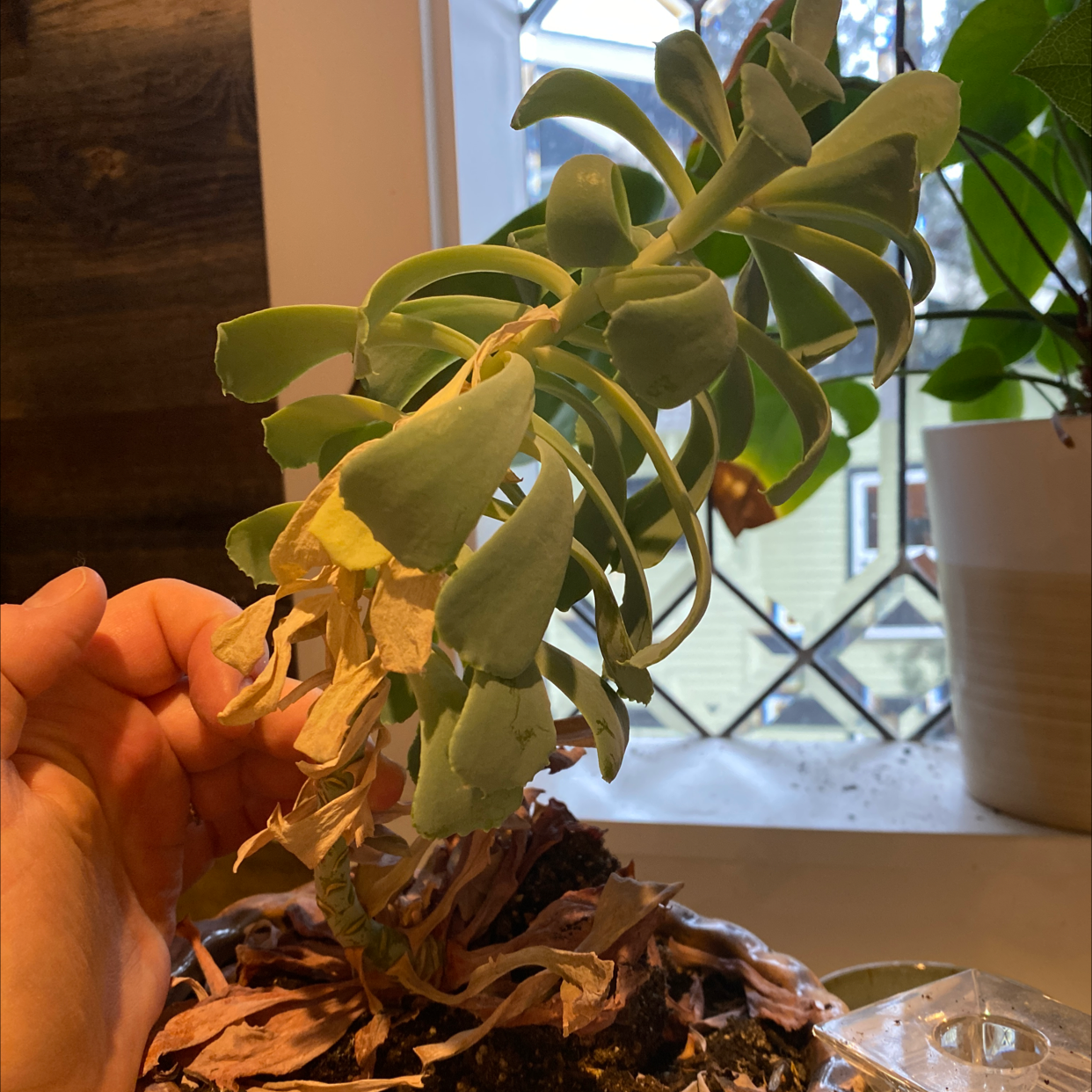 Crassula mesembryanthemoides plant with yellowing and browning leaves, held by a hand.