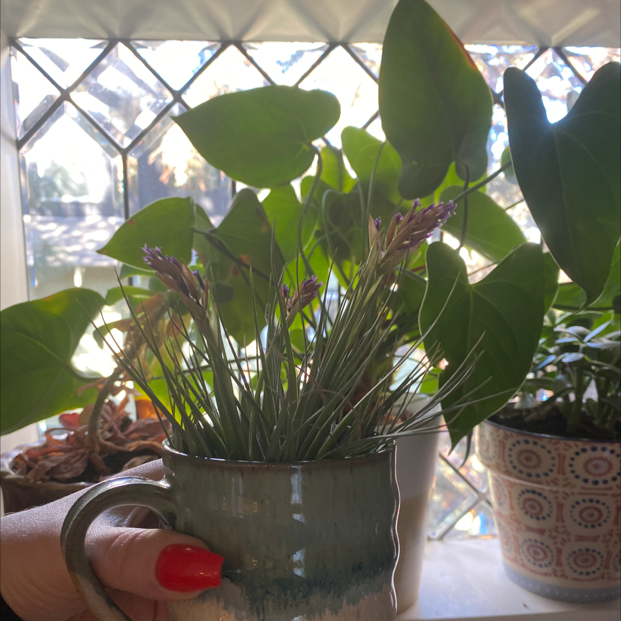 Shirley Temple Air Plant in a ceramic mug, held by a hand with red nail polish, with other potted plants in the background.
