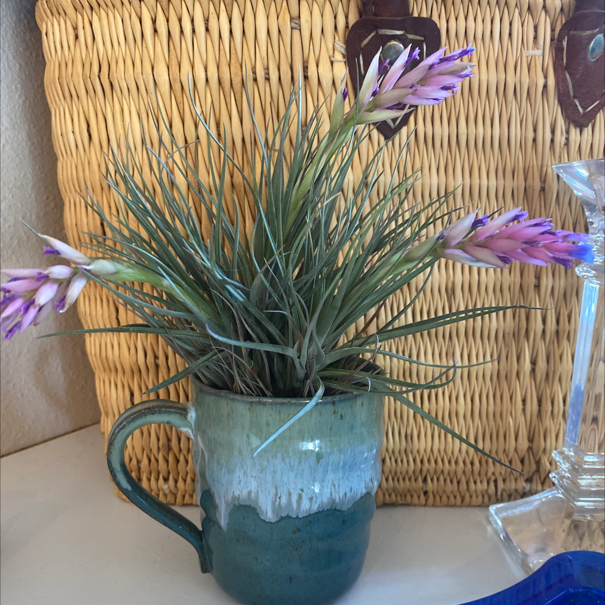 Why Are There Brown Spots on My Pink Quill Plant?