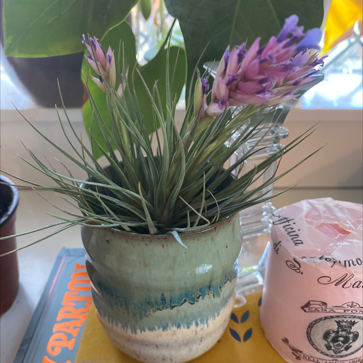 Pink Quill Plant (Tillandsia cyanea) in a ceramic pot with vibrant flowers.