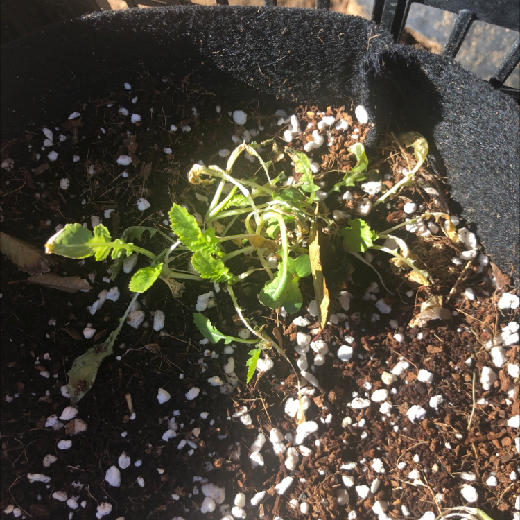 Wild Radish plant photo by @UpliftedSalsify named Planty on Greg, the plant care app.
