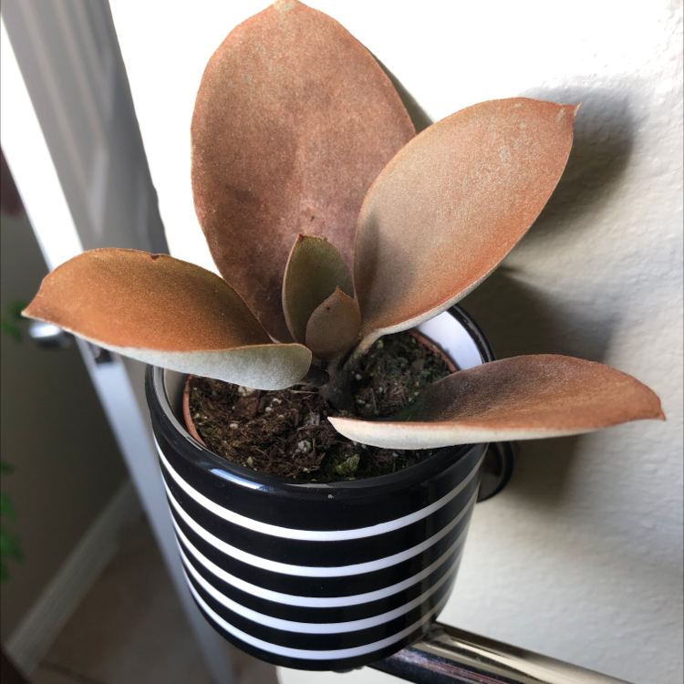 Photo of the plant species Copper Spoons by @HappyEnchilada named Rusty on Greg, the plant care app