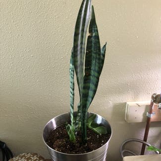 Snake Plant plant in Steamboat Springs, Colorado