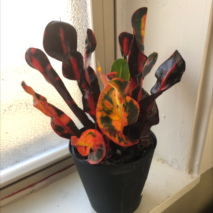 Croton Mammy plant in a black pot with vibrant red, green, and yellow leaves near a window.