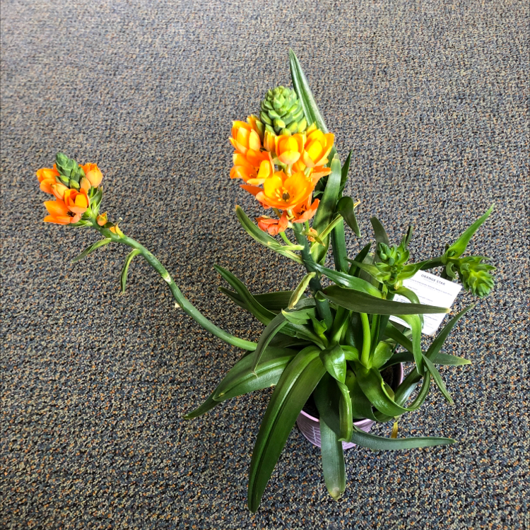 Photo of the plant species Orange Sun Star by @HappyEnchilada named Lola on Greg, the plant care app