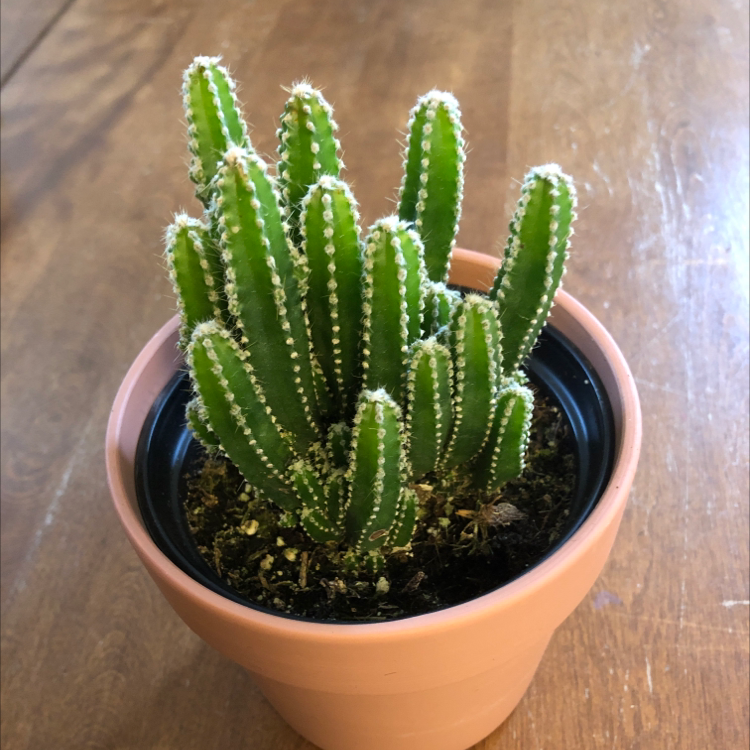 Photo of the plant species Fairy Castle Cactus by @HappyEnchilada named Daenerys on Greg, the plant care app