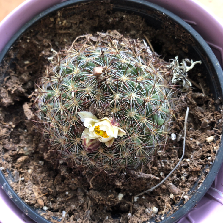 Close-up of a healthy Simpson Hedgehog Cactus with dense white spines and a single yellow flower blooming at the top, planted in gritty brown soil.