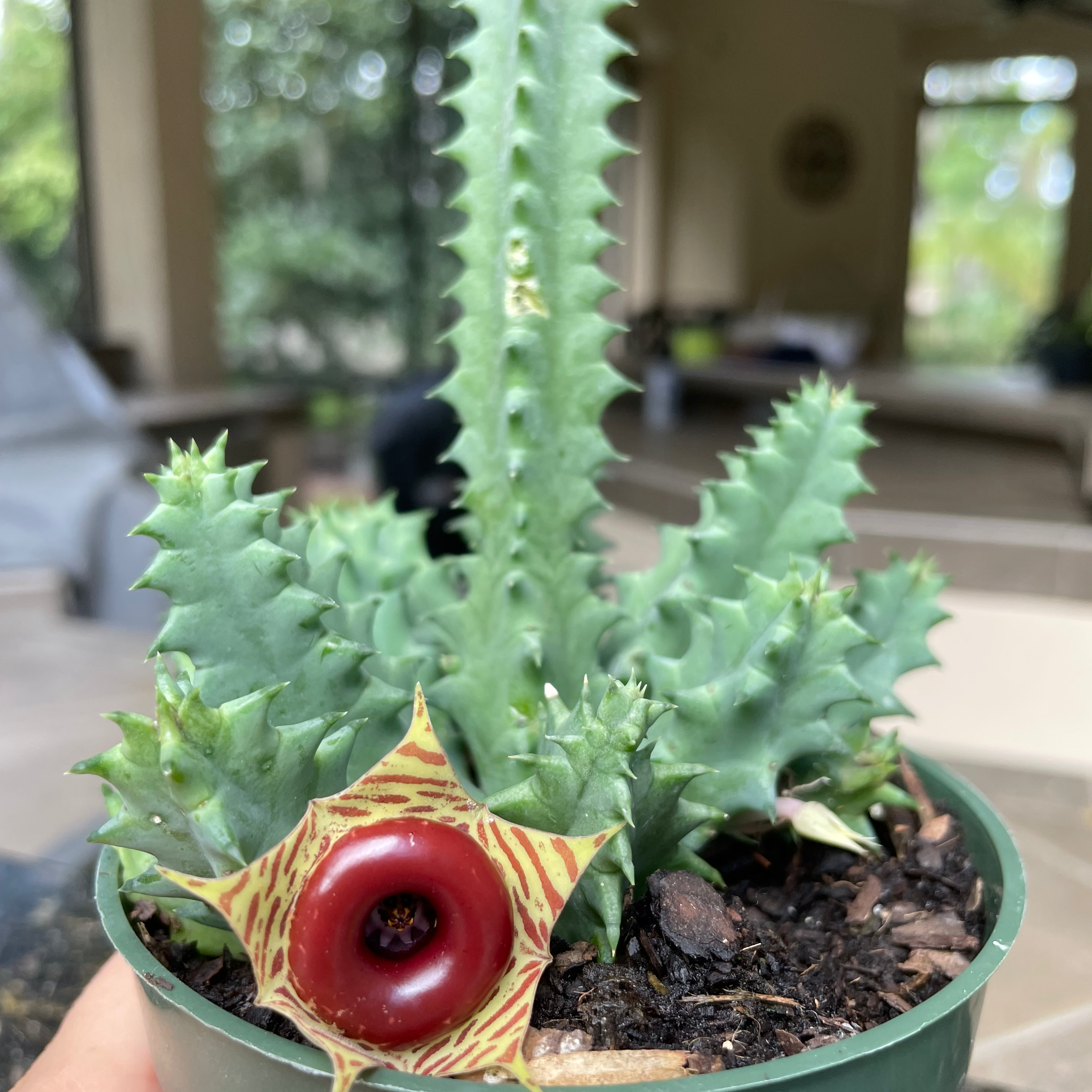 Lifesaver Cactus (Huernia zebrina) in a pot with a prominent flower and visible soil.