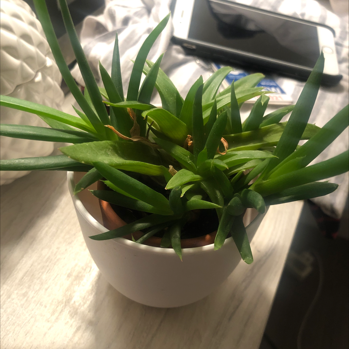 Potted Climbing Aloe plant with vibrant green leaves and minor browning.
