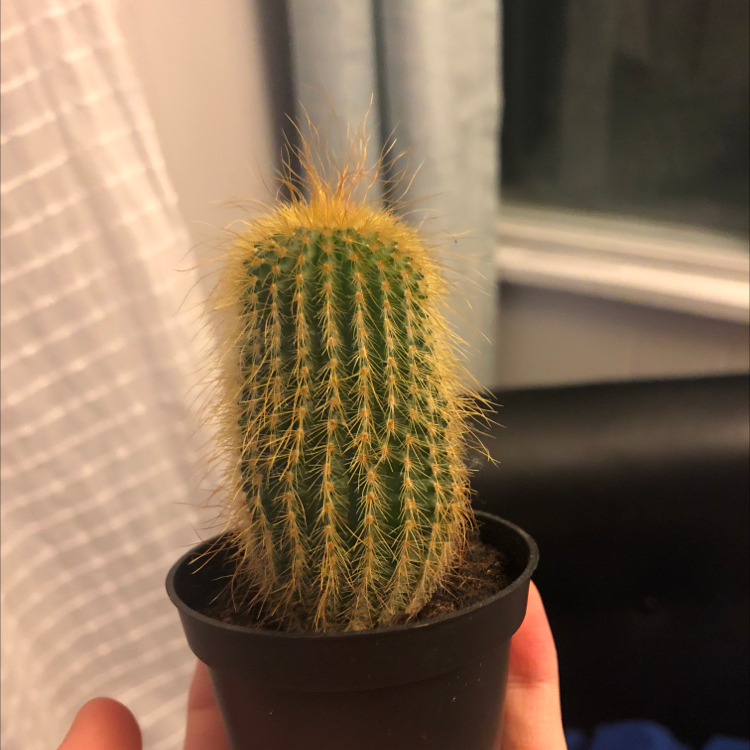 Golden Torch plant photo by @GemRosemoss named Gaétan on Greg, the plant care app.