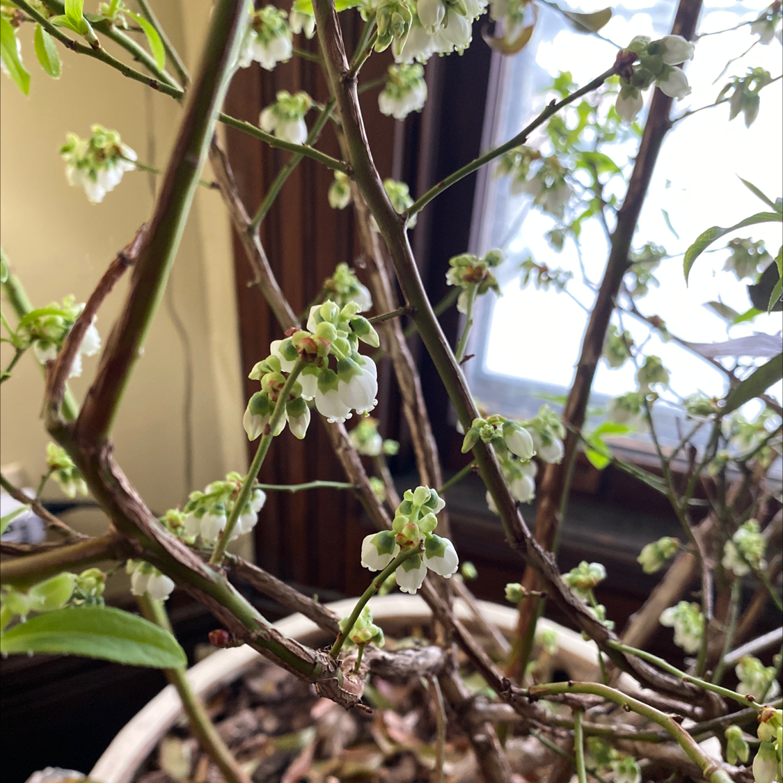 Early Lowbush Blueberry plant photo by Caeli named Barey on Greg, the plant care app.