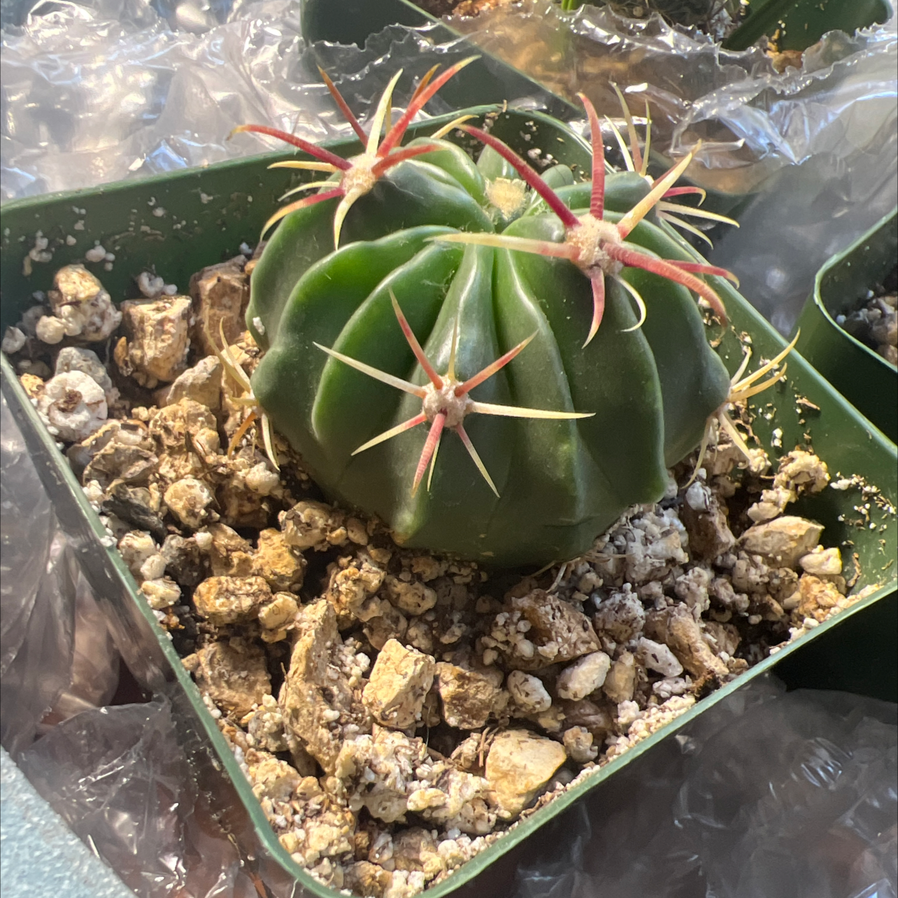 Devil's Pincushion cactus in a green pot with rocky soil.