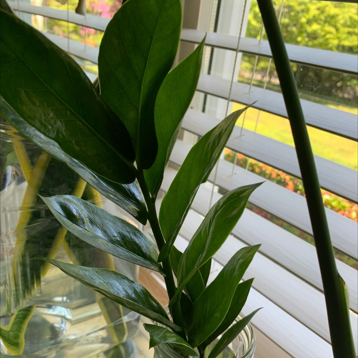 Zamioculcas Zamiifolia plant photo by @Jackinbox45 named Aniya on Greg, the plant care app.