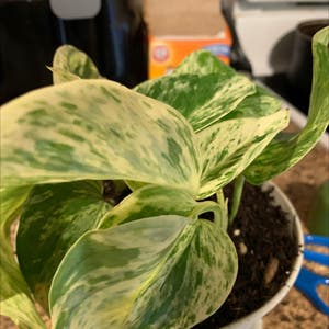 pothos snow queen plant photo by Jackinbox45 named Maya on Greg, the plant care app.