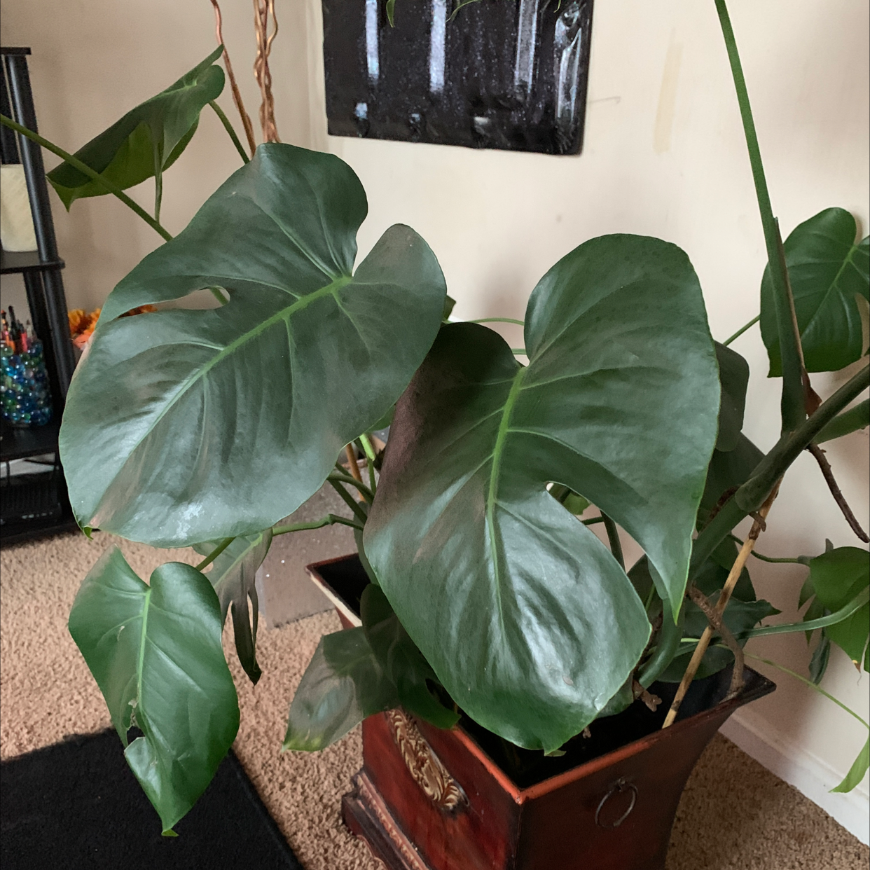 Monstera plant photo by @Jackinbox45 named Keyon on Greg, the plant care app.